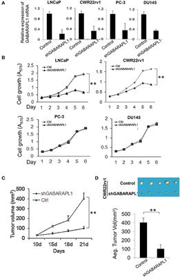 GABARAPL1 Promotes AR+ Prostate Cancer Growth by Increasing FL-AR/AR-V Transcription Activity and Nuclear Translocation